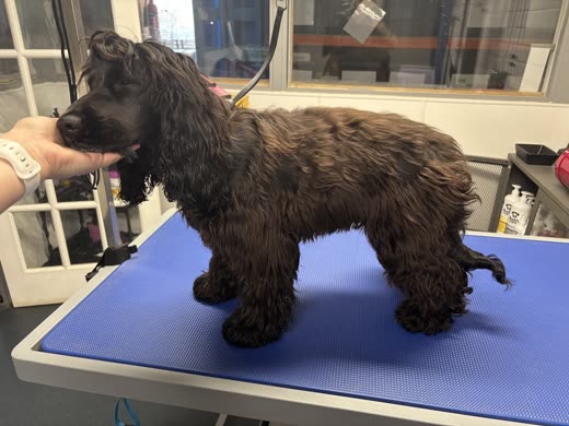 A spaniel mid-groom on the salon's grooming table